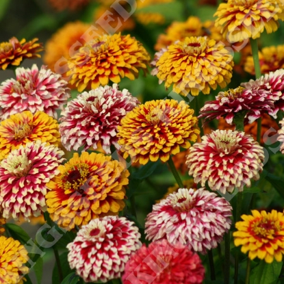 Picture of Zinnia - Salsiando